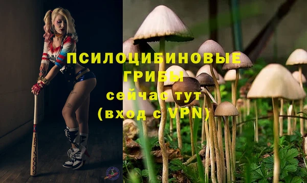 индика Богданович